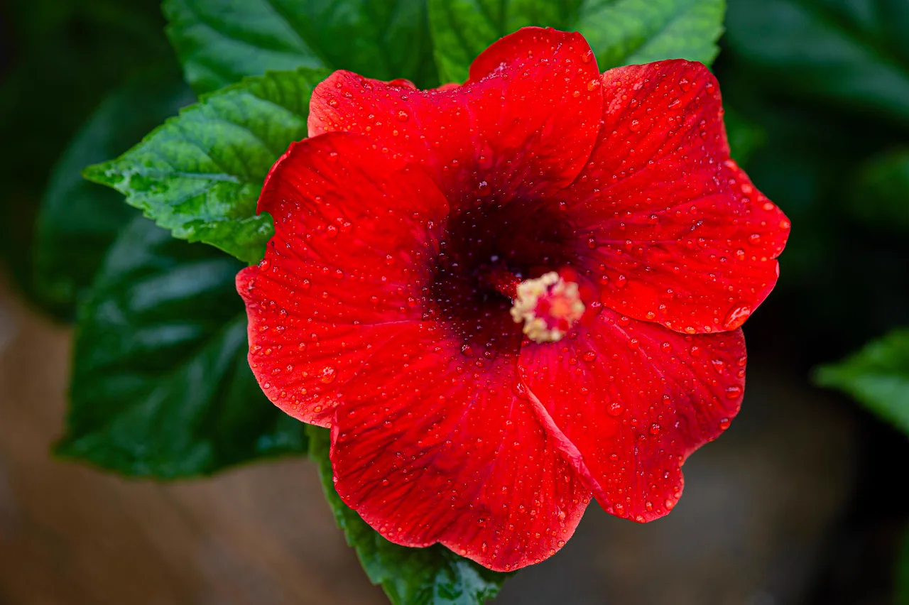 Red hibiscus flower — one of the botanicals in the DE|RIVE system